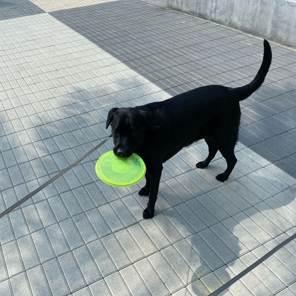 Meet your Posher, Randall - Picture 3 of 8